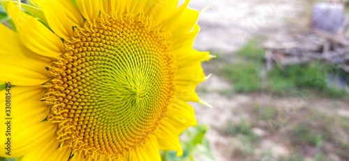 sunflower on a background of blue skyThe sunflower is in focus. The center of the flower is from the side.