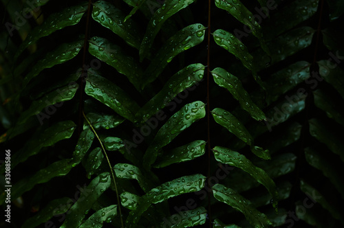 Wet dark green fern leaf