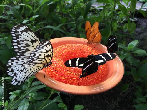 Natural Science Museum Butterfly Exhibit photo