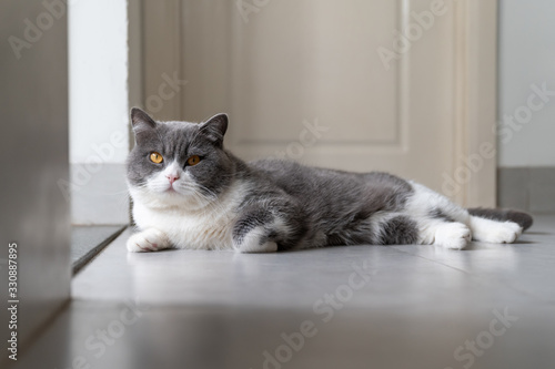 British shorthair cat lying on the floor