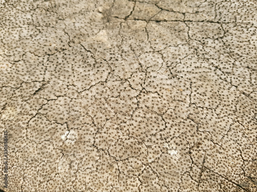 cracked earth texture cracked earth texture