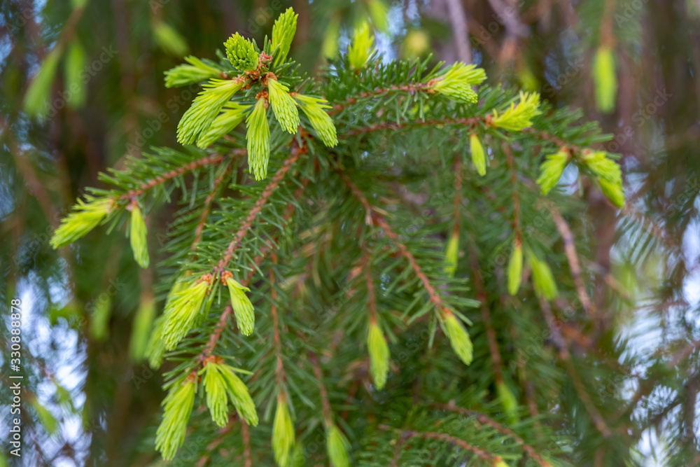 Fir branches with fresh shoots in spring. Fir branches with fresh shoots in spring.