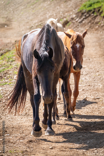 Several horses are moving along a mountain road.