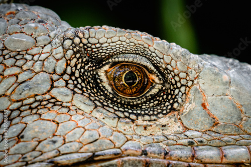 Close up of the eye of an iguana