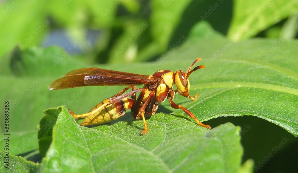 Big tropical wasp on green leaves in Florida nature, closeup Big tropical wasp on green leaves in Florida nature, closeup