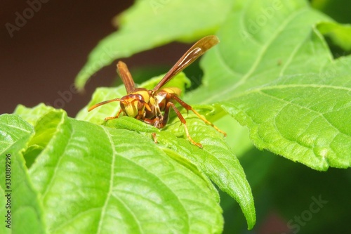 Vászonkép Yellow wasp on heliopsis leafs