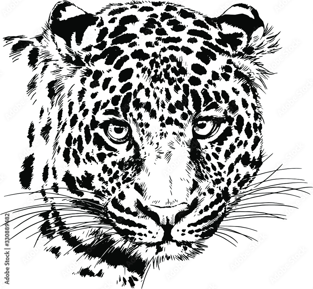 snarling face of a leopard painted by hand on a white background tattoo  Stock Vector | Adobe Stock