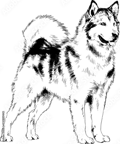 dog hand-drawn ink on white background sketch