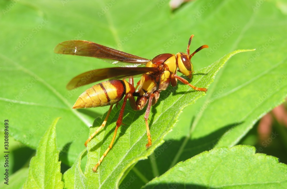 Tropical wasp on green leaves in Florida nature, closeup Tropical wasp on green leaves in Florida nature, closeup