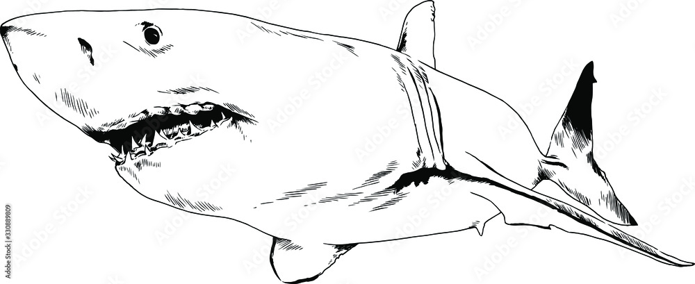 great white shark attacks with open mouth, hand-drawn ink sketch
