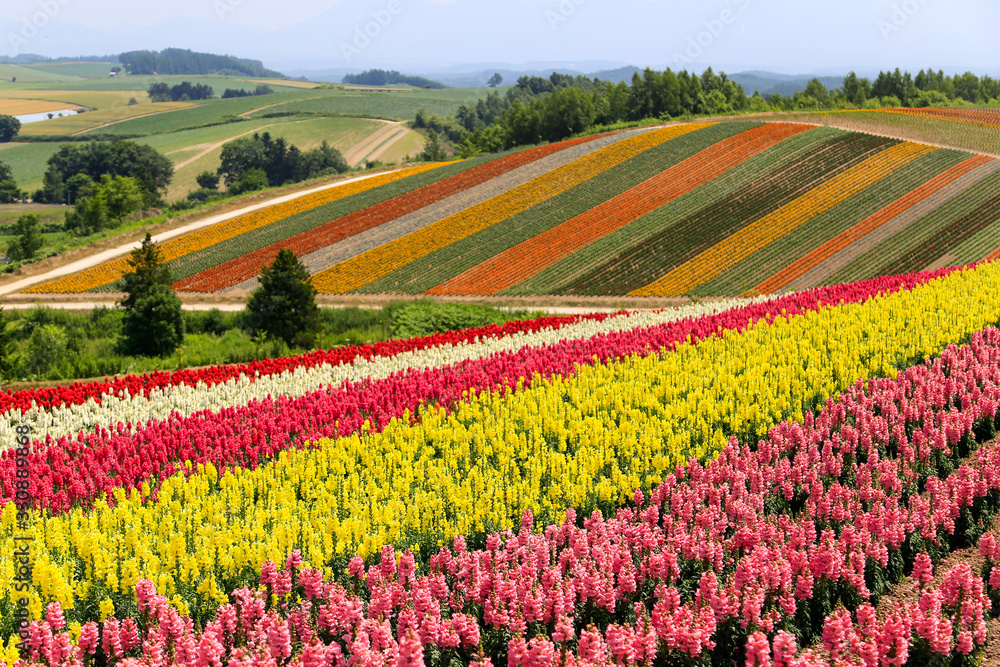 field of flower in Hokkaido