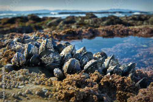 Photography Botanical Beach Mussels and Tidepool