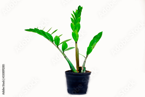 Zamioculcas Zamiifolia (AKA: ZZ PLANT)