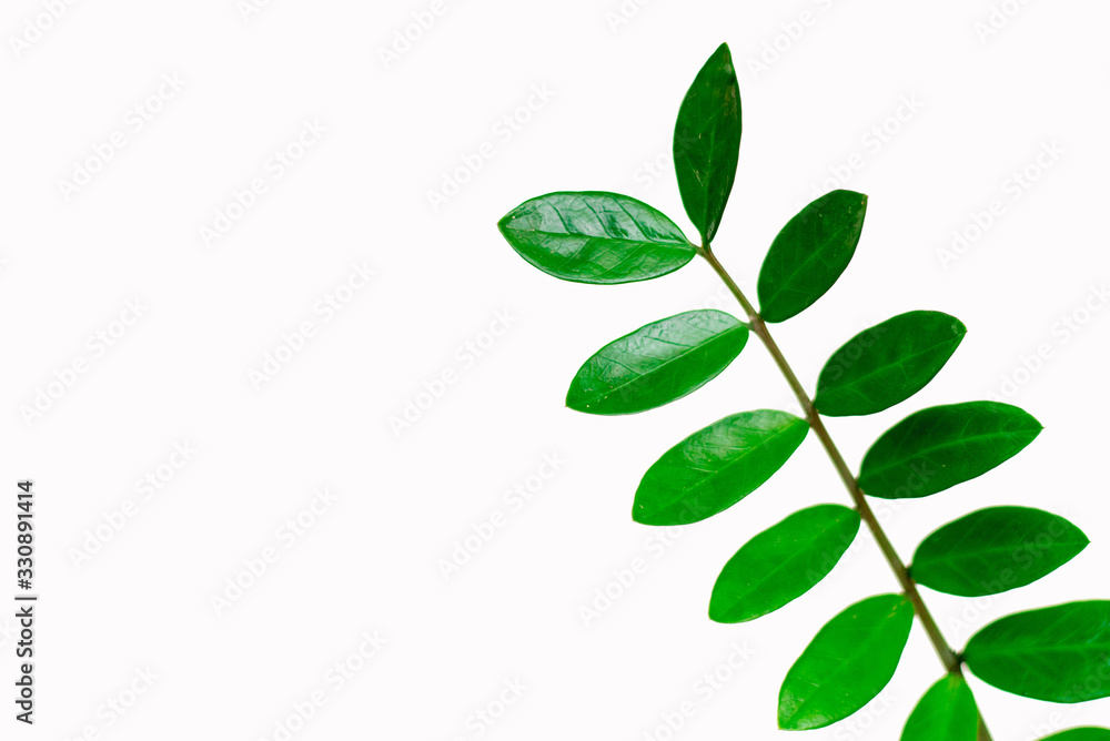 Zamioculcas Zamiifolia (AKA: ZZ PLANT) Zamioculcas Zamiifolia (AKA: ZZ PLANT)