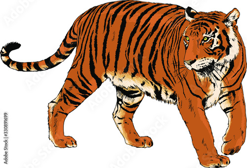 Fototapeta Naklejka Na Ścianę i Meble -  tiger drawn with ink of a predator tattoo logo