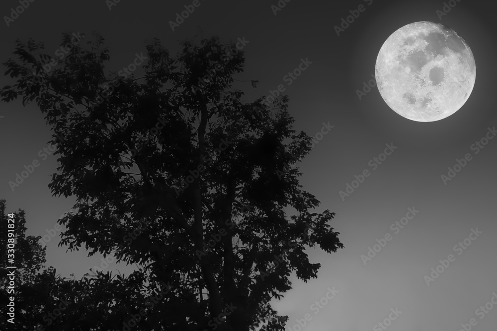 Black and white image of big full moon with silhouette tree on windy freshness clear dark night background.Image of moon furnished by NASA. Black and white image of big full moon with silhouette tree on windy freshness clear dark night background.Image of moon furnished by NASA.