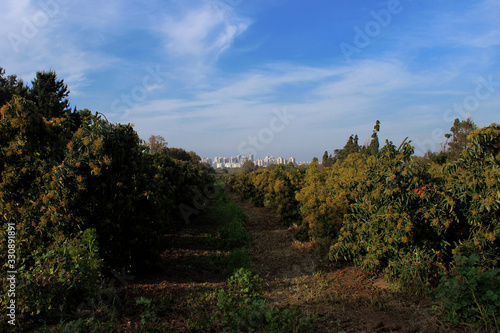 Persimmon plantation in a kibbutz near Netanya in Israel under a blue sky.