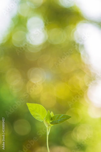 A top of green leaves growing up with green nature blurred background.