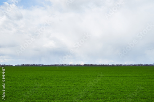Image of a field of young wheat.