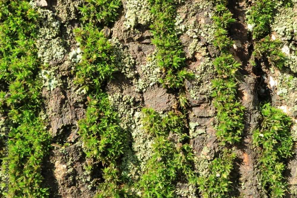 Tree bark. Wood moss. Abstract background. Macro.