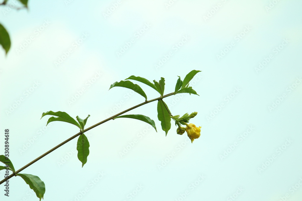 Single tree branch with lots of green leafs / leaves and one yellow flower in the tree branch with sky in the background Single tree branch with lots of green leafs / leaves and one yellow flower in the tree branch with sky in the background