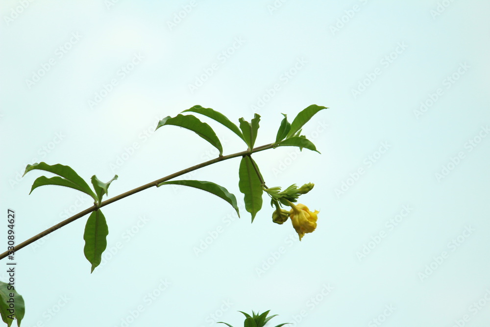 Single tree branch with lots of green leafs / leaves and one yellow flower in the tree branch with sky in the background