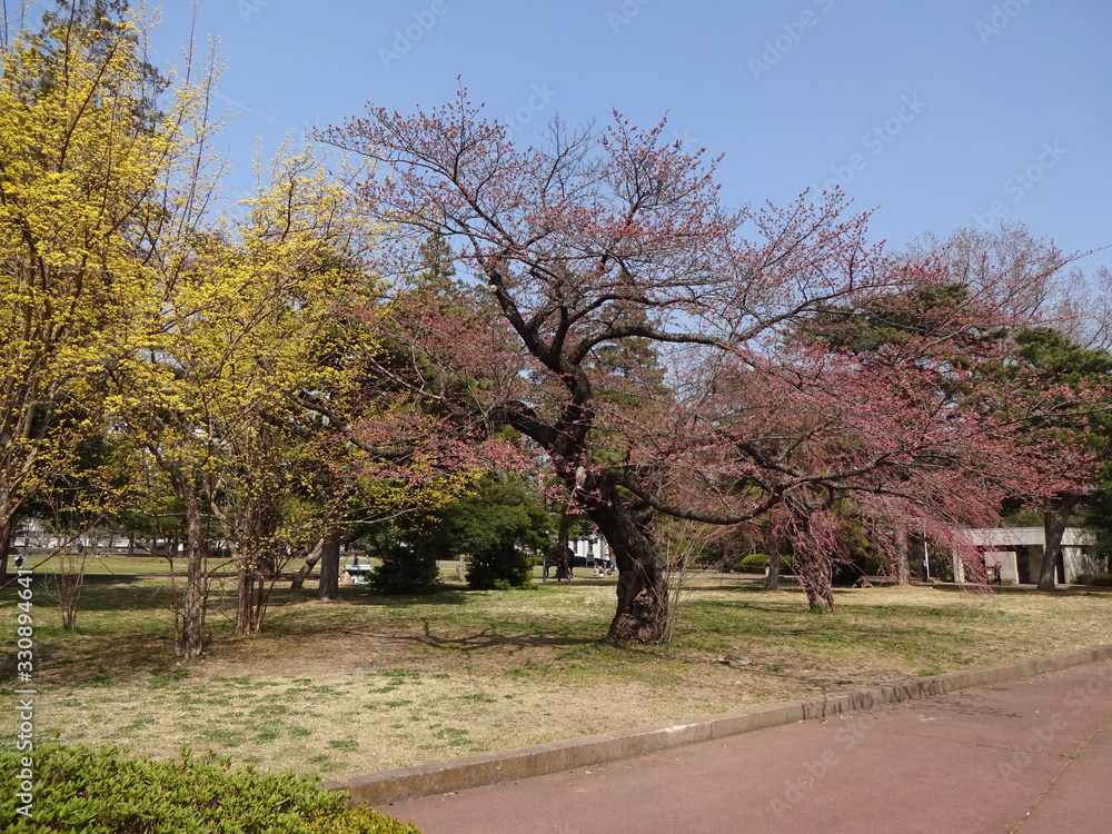 Cherry blossom in Sendai city, Japan