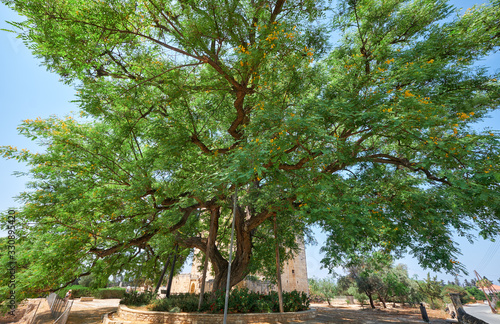 The rosewood Tipuana tipu tree growing by the Kolossi castle.  Kolossi. Limassol District. Cyprus photo