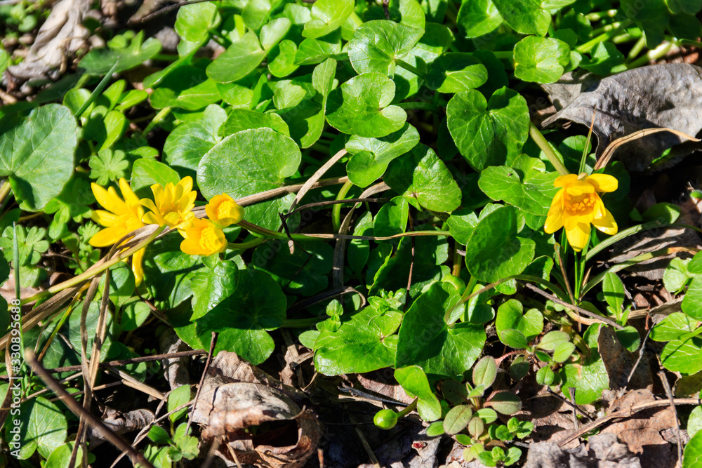 Fototapeta premium Yellow buttercups on the meadow