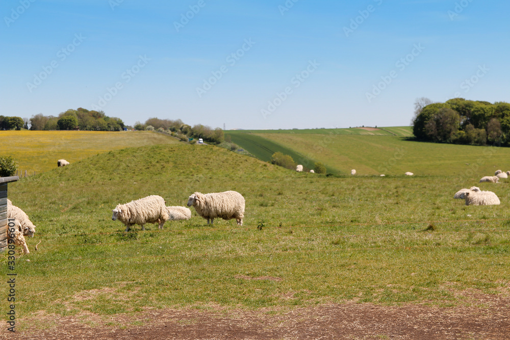 Landscape of Spring with the sheeps, green meadow and blue sky on a sunny day near the Stonehenge, United Kingdom Landscape of Spring with the sheeps, green meadow and blue sky on a sunny day near the Stonehenge, United Kingdom