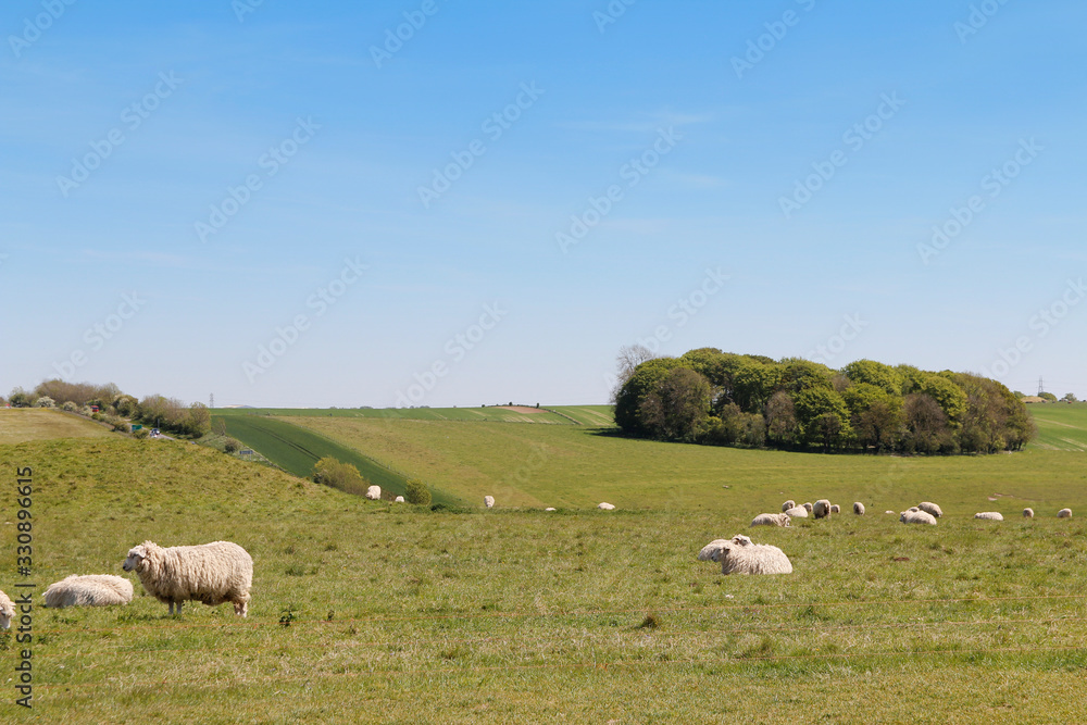 Landscape of Spring with the sheeps, green meadow and blue sky on a sunny day near the Stonehenge, United Kingdom Landscape of Spring with the sheeps, green meadow and blue sky on a sunny day near the Stonehenge, United Kingdom