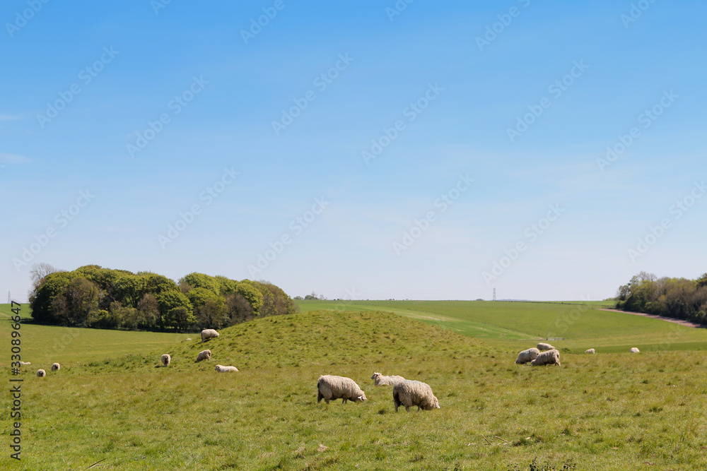 Landscape of Spring with the sheeps, green meadow and blue sky on a sunny day near the Stonehenge, United Kingdom Landscape of Spring with the sheeps, green meadow and blue sky on a sunny day near the Stonehenge, United Kingdom