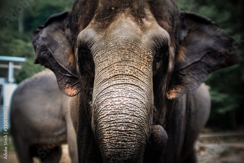 Close up of Beautiful image of big wild Elephants in Thailand.