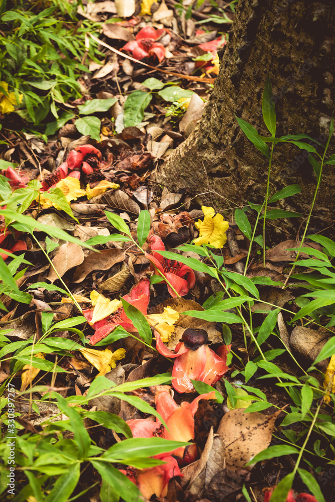 fallen red kapok and yellow handroanthus albus flowers in spring fallen red kapok and yellow handroanthus albus flowers in spring
