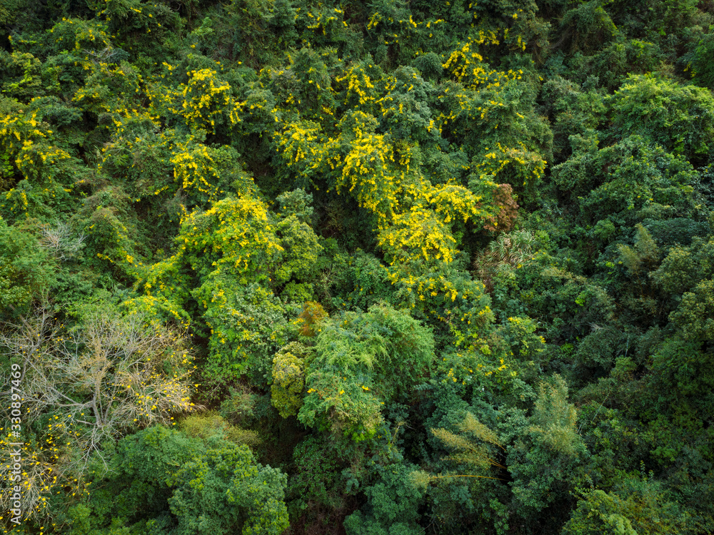 Aerial view of tropical forest in spring Aerial view of tropical forest in spring
