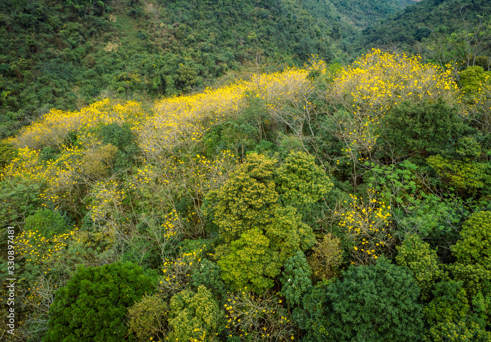 Aerial view of tropical forest in spring Aerial view of tropical forest in spring