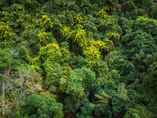 Aerial view of tropical forest in spring