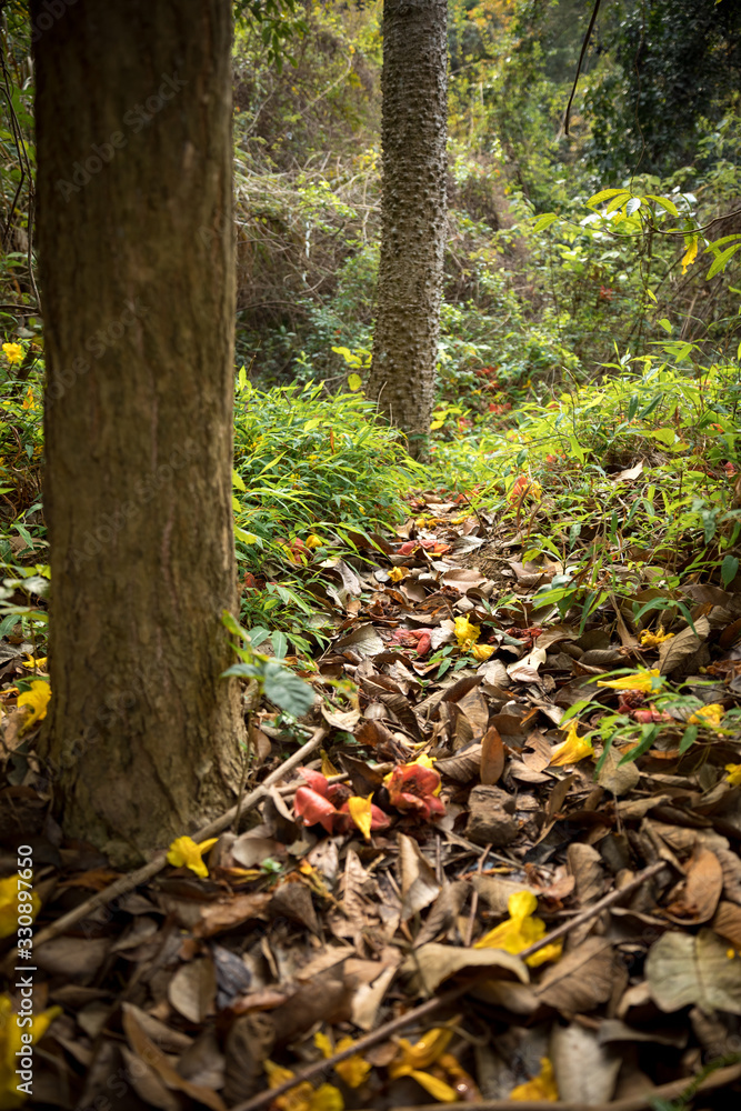 Fallen red kapok and yellow handroanthus albus flowers in spring Fallen red kapok and yellow handroanthus albus flowers in spring