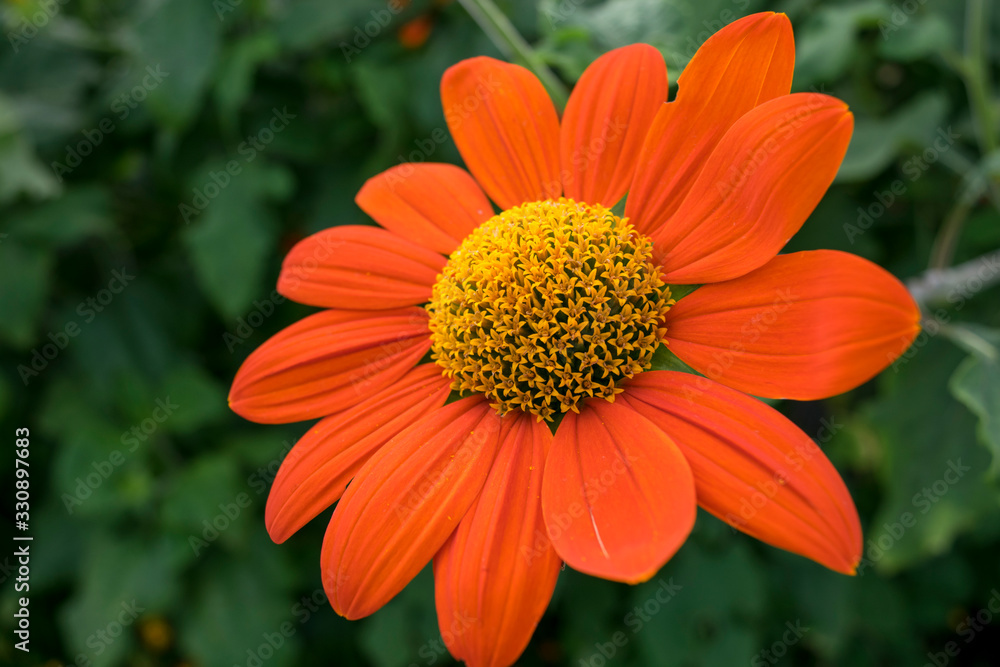 orange flower