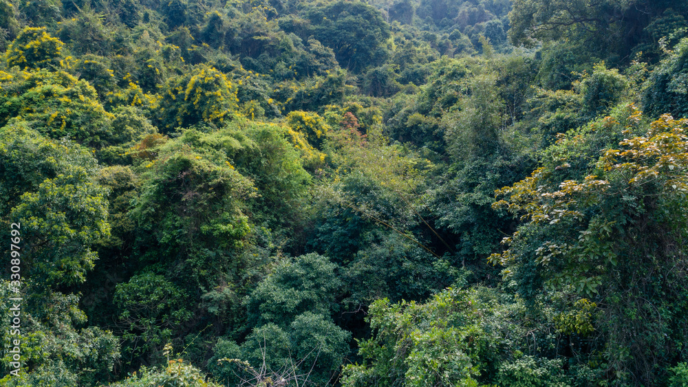 Aerial view of tropical forest in spring Aerial view of tropical forest in spring