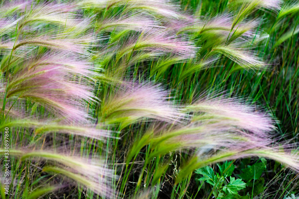 Mat grass. Feather Grass or Needle Grass, Nassella tenuissima Mat grass. Feather Grass or Needle Grass, Nassella tenuissima