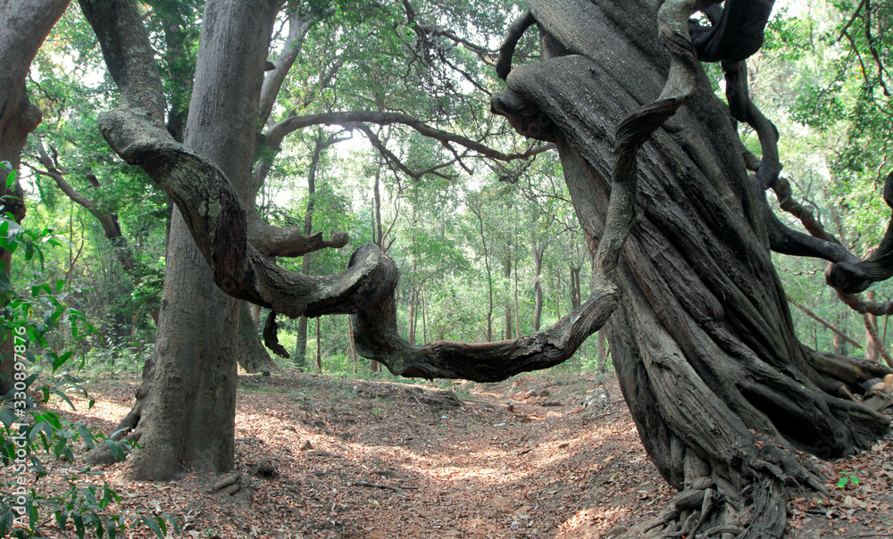 tree forest