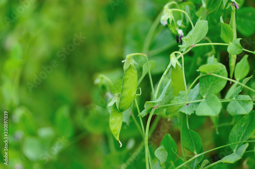 Flowering peas in garden, Organic farming