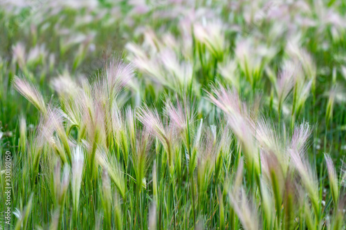 Mat grass. Feather Grass or Needle Grass  Nassella tenuissima