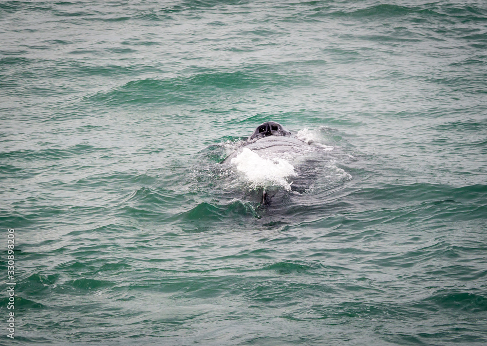 Obraz premium Humpback whales in the sea near Husavik Iceland
