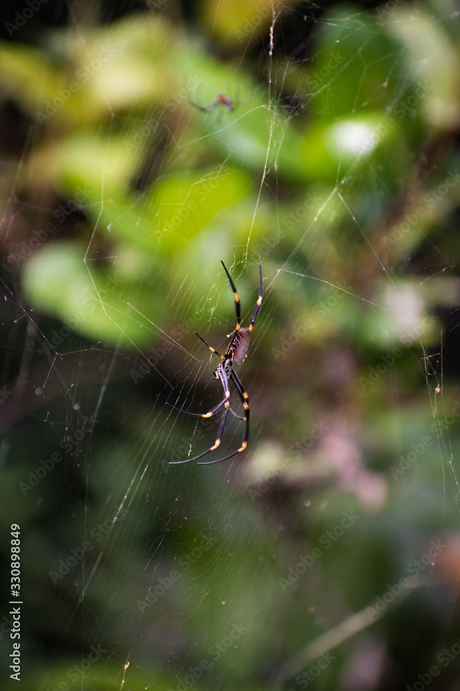 Beautiful Pink and Orange Orb Weaver Spider on Web Beautiful Pink and Orange Orb Weaver Spider on Web