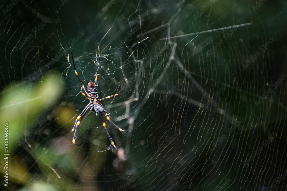Australian Golden Orb Weaver Spider on Web Australian Golden Orb Weaver Spider on Web