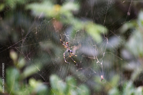 Australian Orb Weaver Spider on Web