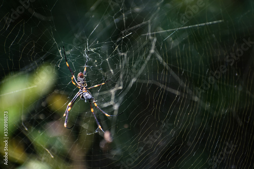 Australian Golden Orb Weaver Spider on Web