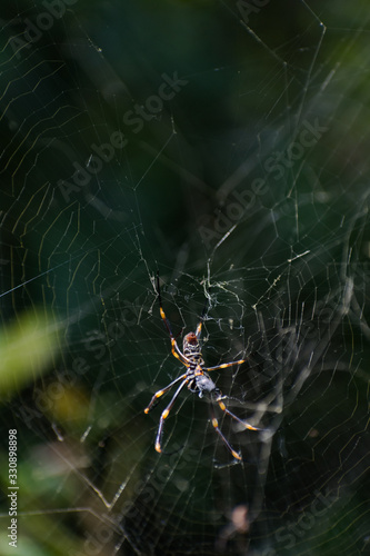 Australian Golden Orb Weaver Spider on Web